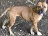 À donner : une chienne fauve
