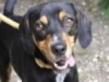 Disponible à l'adoption : un chien Beagle