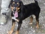 Disponible à l'adoption : un chien Beagle