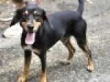 Disponible à l'adoption : un chien Beagle