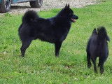 Mâle Schipperke LOF disponible pour saillie