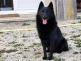 Mâle Schipperke LOF disponible pour saillie