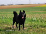 Mâle Schipperke LOF disponible pour saillie