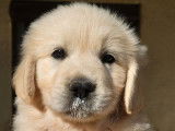 Un chiot Golden Retriever LOF à réserver