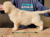 Un chiot Golden Retriever LOF à réserver