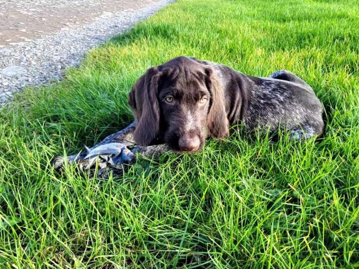 Chiots Drahthaar LOF à vendre