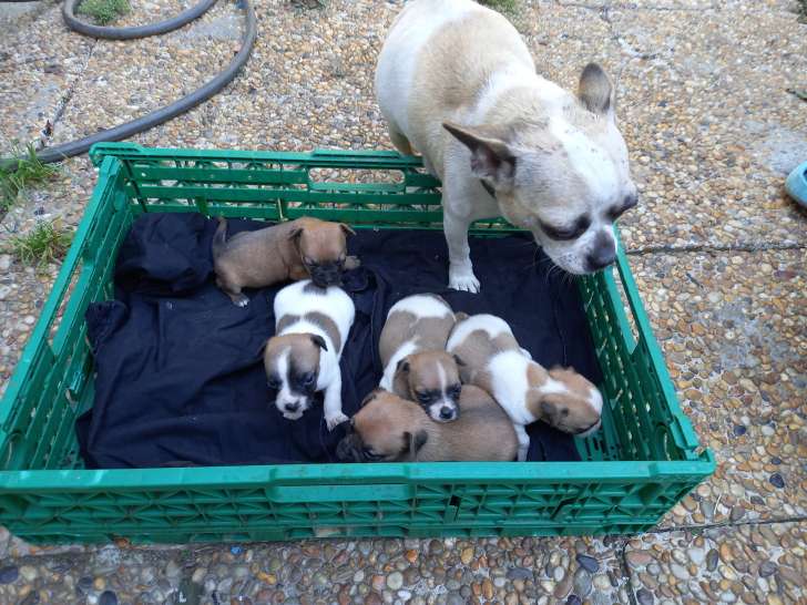 Chiots Chihuahua et Pinscher à vendre