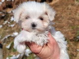Des chiots Bichons Maltais LOF &agrave; vendre