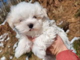 Des chiots Bichons Maltais LOF &agrave; vendre
