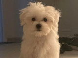 Des chiots Bichons Maltais LOF &agrave; vendre