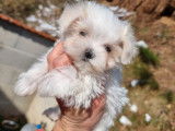 Des chiots Bichons Maltais LOF &agrave; vendre