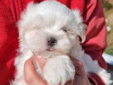 Des chiots Bichons Maltais LOF &agrave; vendre