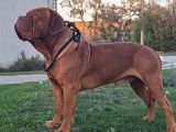 Disponible pour saillie un chien adulte Dogue de Bordeaux LOF