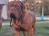 Disponible pour saillie un chien adulte Dogue de Bordeaux LOF