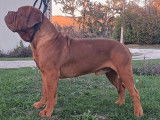 Disponible pour saillie un chien adulte Dogue de Bordeaux LOF