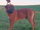 Chien Dogue de Bordeaux adulte rouge LOF pour une saillie