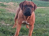 Chien Dogue de Bordeaux adulte rouge LOF pour une saillie
