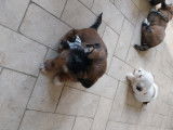 Chiots de type Lhassa Apso à vendre (5 femelles & 2 mâles)