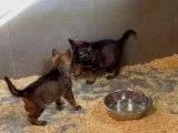 Chiots gris loup et noirs avec pedigree, disponible de suite