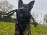 Chiots gris loup et noirs avec pedigree, disponible de suite