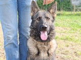 Chiots gris loup et noirs avec pedigree, disponible de suite