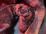Chiots gris loup et noirs avec pedigree, disponible de suite