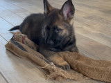 Chiots gris loup et noirs avec pedigree, disponible de suite