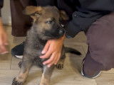 Chiots gris loup et noirs avec pedigree, disponible de suite