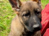 Chiots gris loup et noirs avec pedigree, disponible de suite