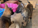 Chiots gris loup et noirs avec pedigree, disponible de suite