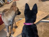 Chiots gris loup et noirs avec pedigree, disponible de suite