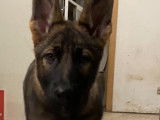 Chiots gris loup et noirs avec pedigree, disponible de suite