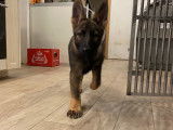 Chiots gris loup et noirs avec pedigree, disponible de suite