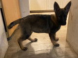 Chiots gris loup et noirs avec pedigree, disponible de suite