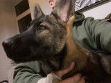 Chiots gris loup et noirs avec pedigree, disponible de suite