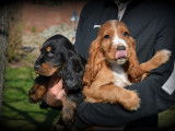 Chiots Cocker Anglais à vendre