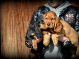 Chiots Cocker Anglais à vendre