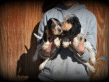 Chiots Cocker Anglais à vendre