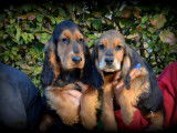 Chiots Cocker Anglais à vendre