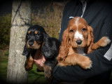 Chiots Cocker Anglais à vendre