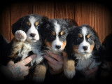Chiots Bouvier Bernois &agrave; vendre