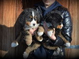 Chiots Bouvier Bernois &agrave; vendre