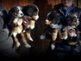 Chiots Bouvier Bernois &agrave; vendre