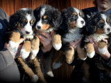 Chiots Bouvier Bernois &agrave; vendre