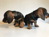 2 chiots Teckel à poil dur à vendre