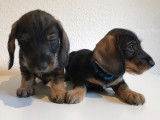 2 chiots Teckel à poil dur à vendre