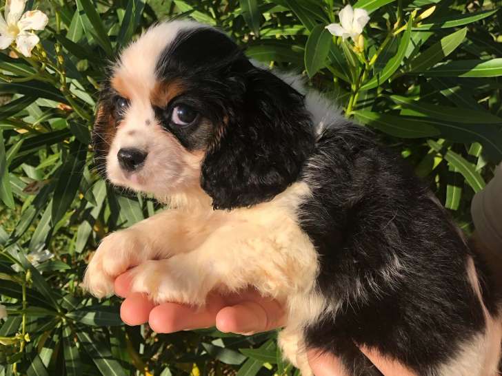 Chiots Cavalier King Charles tricolores à vendre