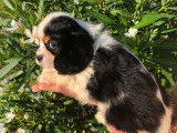 Chiots Cavalier King Charles tricolores à vendre