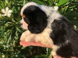 Chiots Cavalier King Charles tricolores à vendre