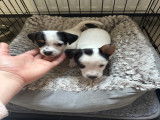 Chiots Jack Russell Terrier à vendre